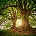 Sunlight filters through the branches of towering oak trees in a serene forest setting.